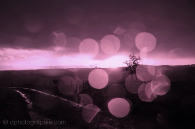 (c) Purple Rain